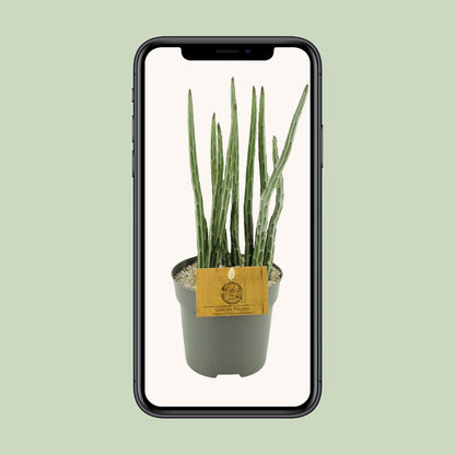 Senecio Stapeliaeformis - Ø10,5cm - ↕15cm - Pflanzfix24