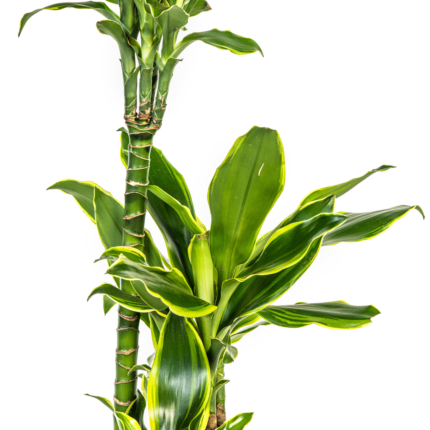 Dracaena Fragrans Golden Coast Ø21cm - Pflanzfix24