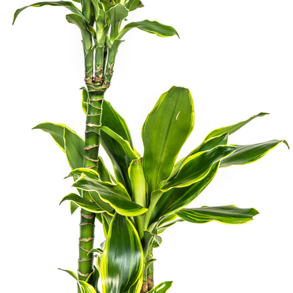 Dracaena Fragrans Golden Coast Ø21cm - Pflanzfix24