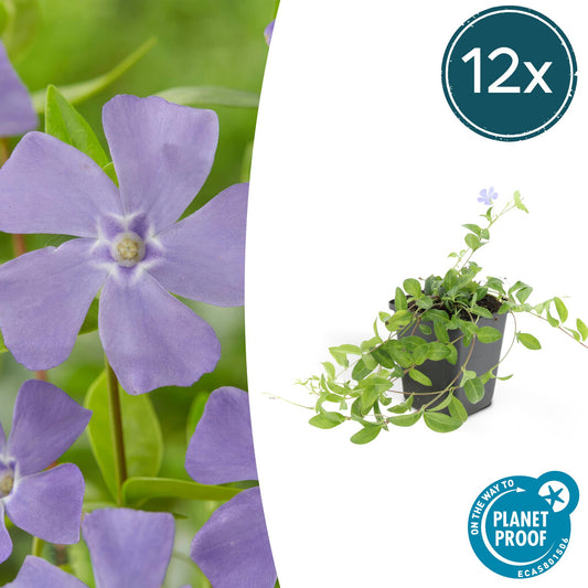 12x Vinca minor 'La Grave' Bodendecker 10-25cm Ø9cm | Pflanzfix24