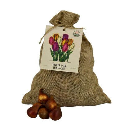 Pflanzfix24 - Super Tulip Mix - 100 bunte Tulpenzwiebeln für 2,5 m² Blumenpracht