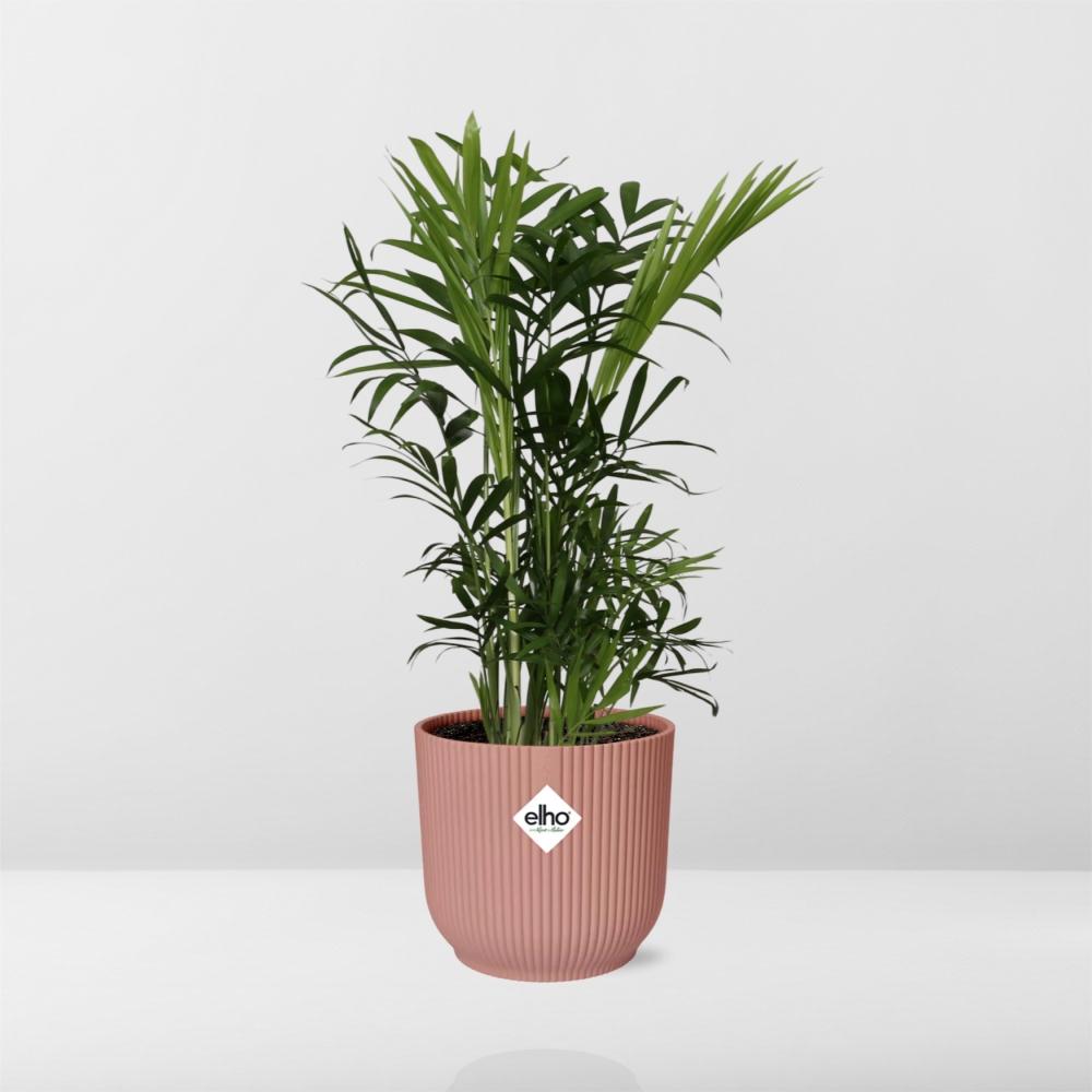 Chamaedorea Elegans in ELHO Vibes Fold 14cm roze - Pflanzfix24