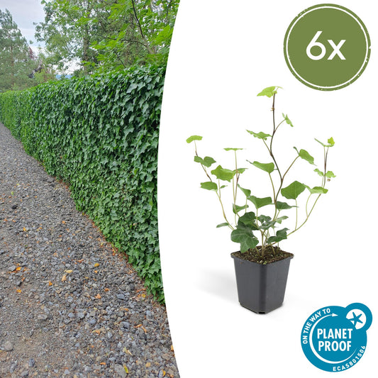 6x Hedera Hibernica - ↕10-25cm - Ø9cm bei Pflanzfix24.de - Pflanzfix24.de