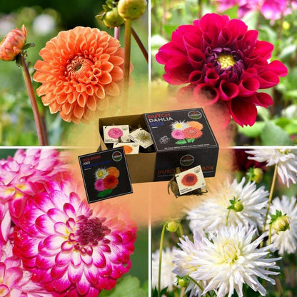 Dutch Dahlia Mix - Luxusbox Mittel, Set von 4 niederländischen Dahlien - Pflanzfix24.de - Pflanzfix24.de