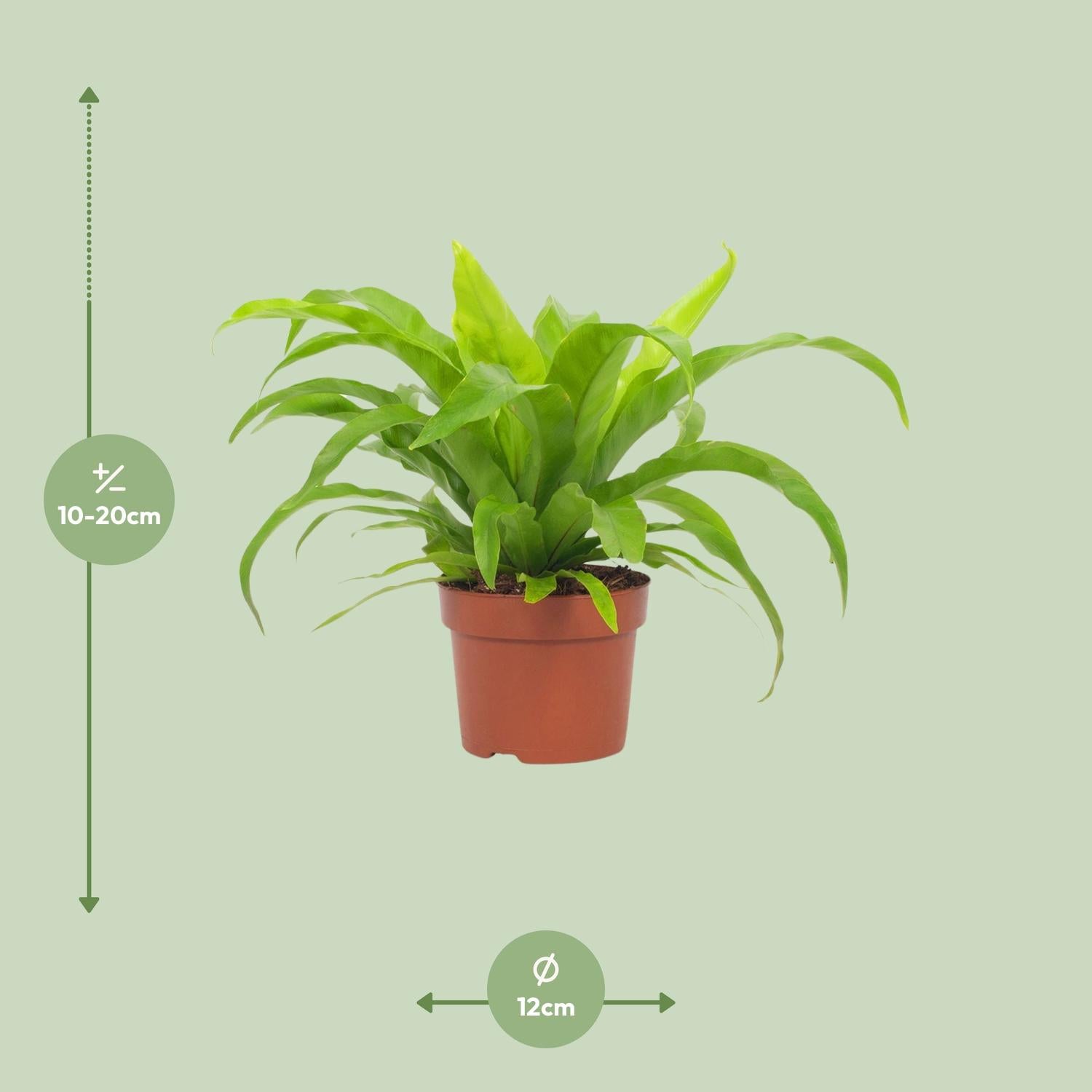 Asplenium Antiquum 12cm - Ø12cm - ↕19cm bei Pflanzfix24.de - Pflanzfix24.de