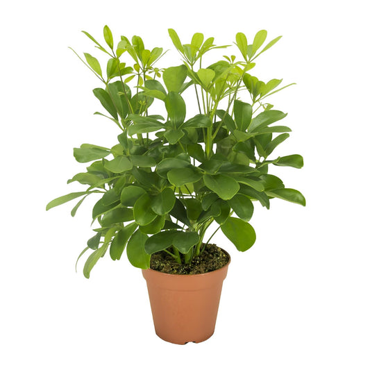 Schefflera Nora Ø13cm, 35cm | Pflegeleicht & Luftreinigend | Pflanzfix24
