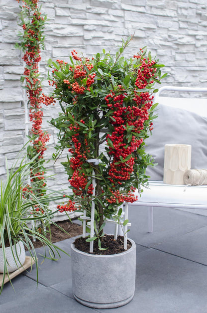 Pyracantha coccinea Red Star - Ø23cm - ↕75cm - Pflanzfix24