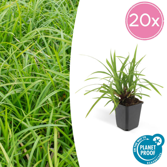 20x Immergrüner Bodendecker Carex morrowii 'Irish Green' - ↕10-25cm - Ø9cm - Pflanzfix24.de - Pflanzfix24.de