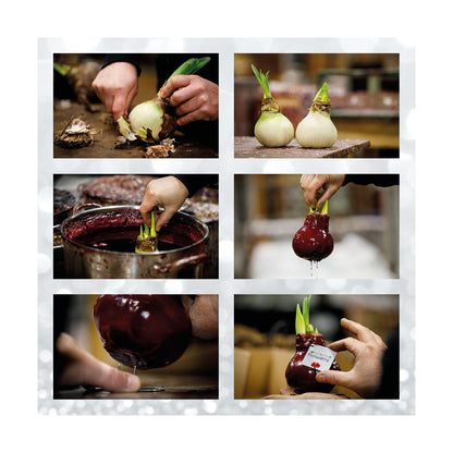 No Water Flowers® (wax amaryllis) | Waxz® Colours - Bordeaux + Red flower - Pflanzfix24
