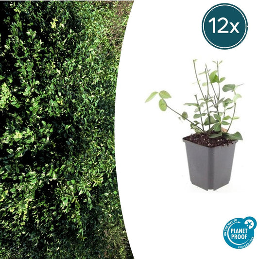 12x Euonymus fortunei 'Coloratus' – winterharter Zierstrauch | Pflanzfix24.de - Pflanzfix24.de