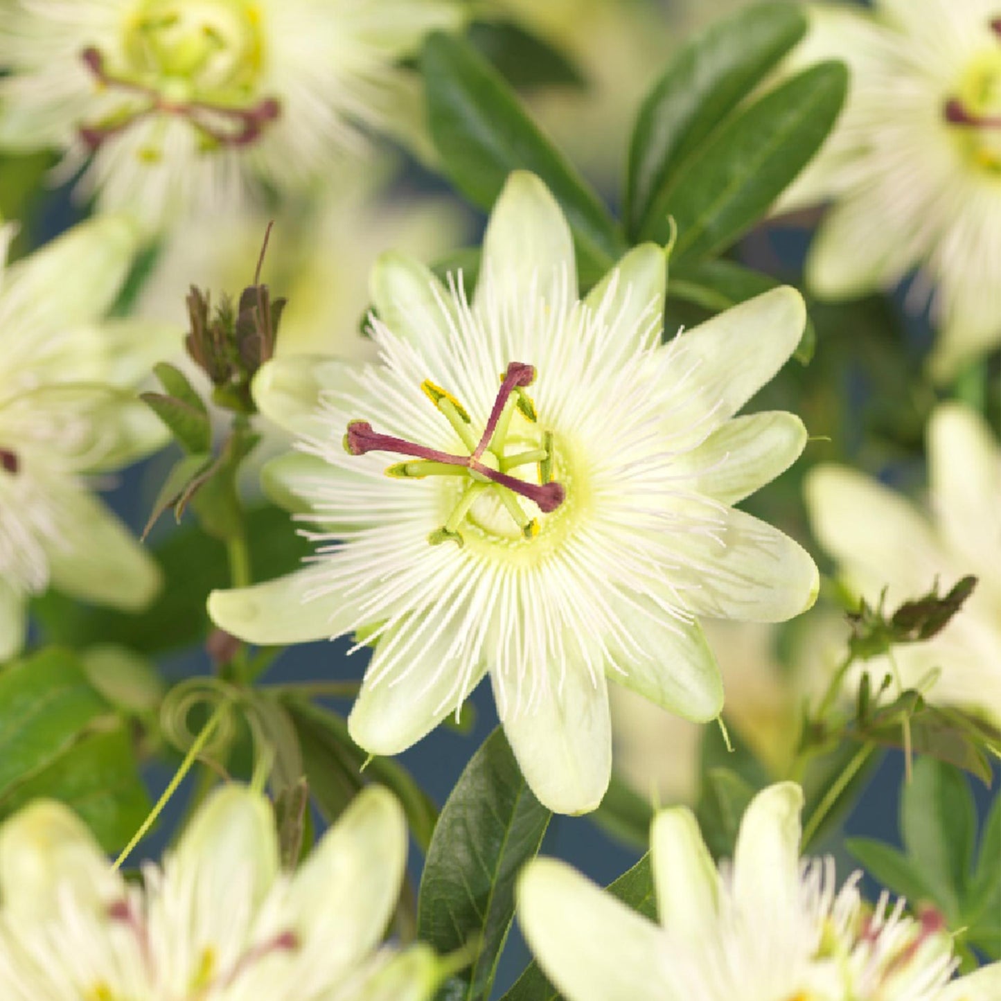 Pflanzfix24 - Passionsblume 'Avalanche' - Blüte Weiß - 2 Pflanzen