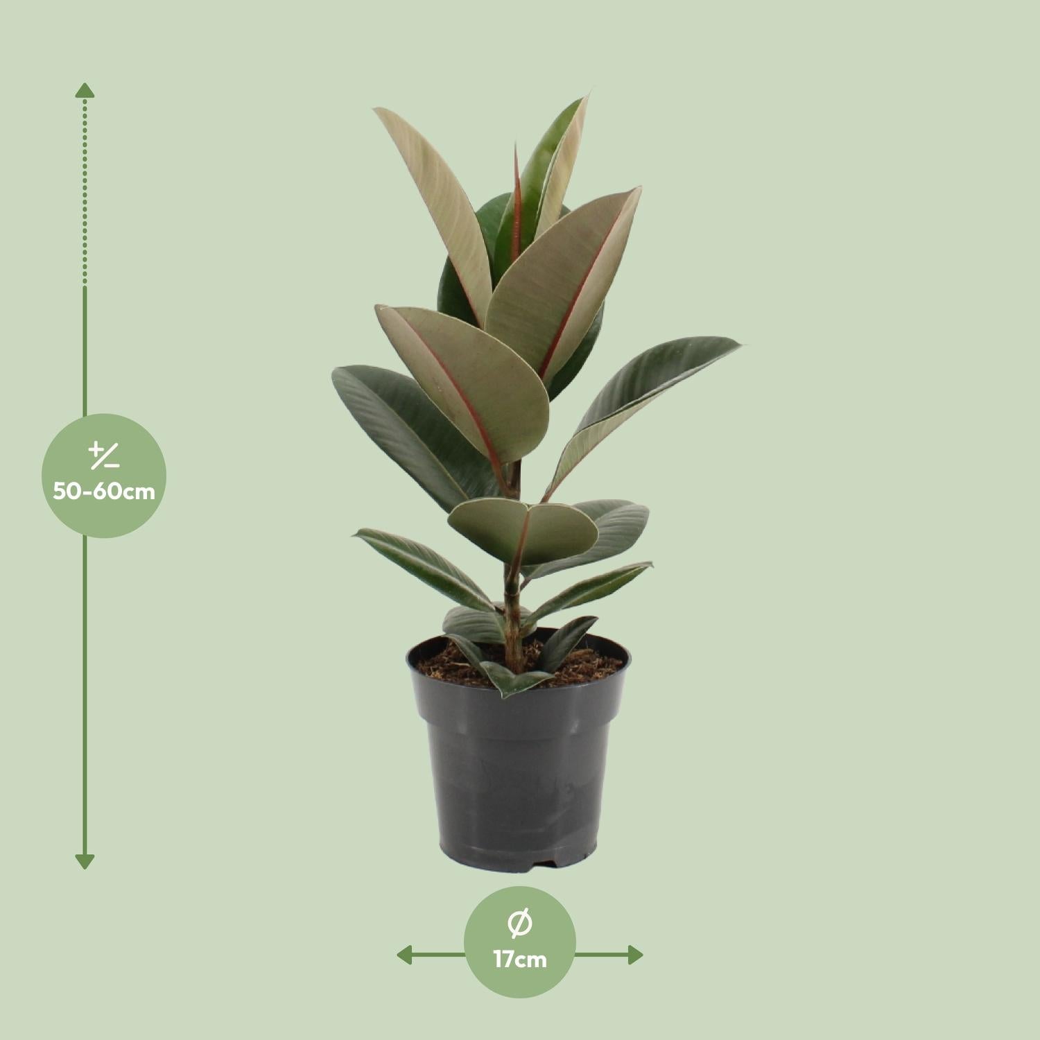 Ficus Elastica Robusta - Ø17cm - ↕55cm von Pflanzfix24.de - Pflanzfix24.de