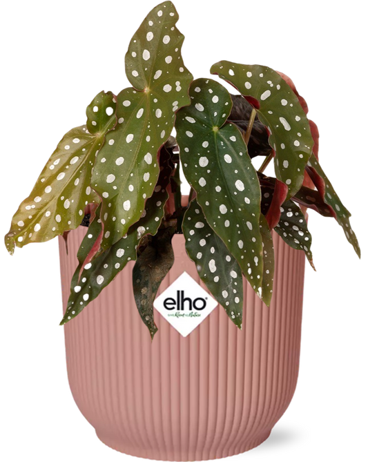 Begonia Maculata mit ELHO Vibes Fold 14cm rosa | Pflanzfix24