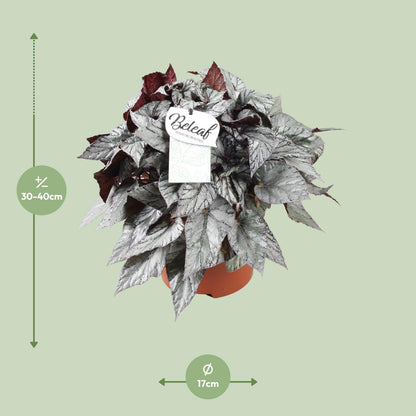 Begonia Beleaf Evening Glow - Ø17cm - ↕32cm - Pflanzfix24