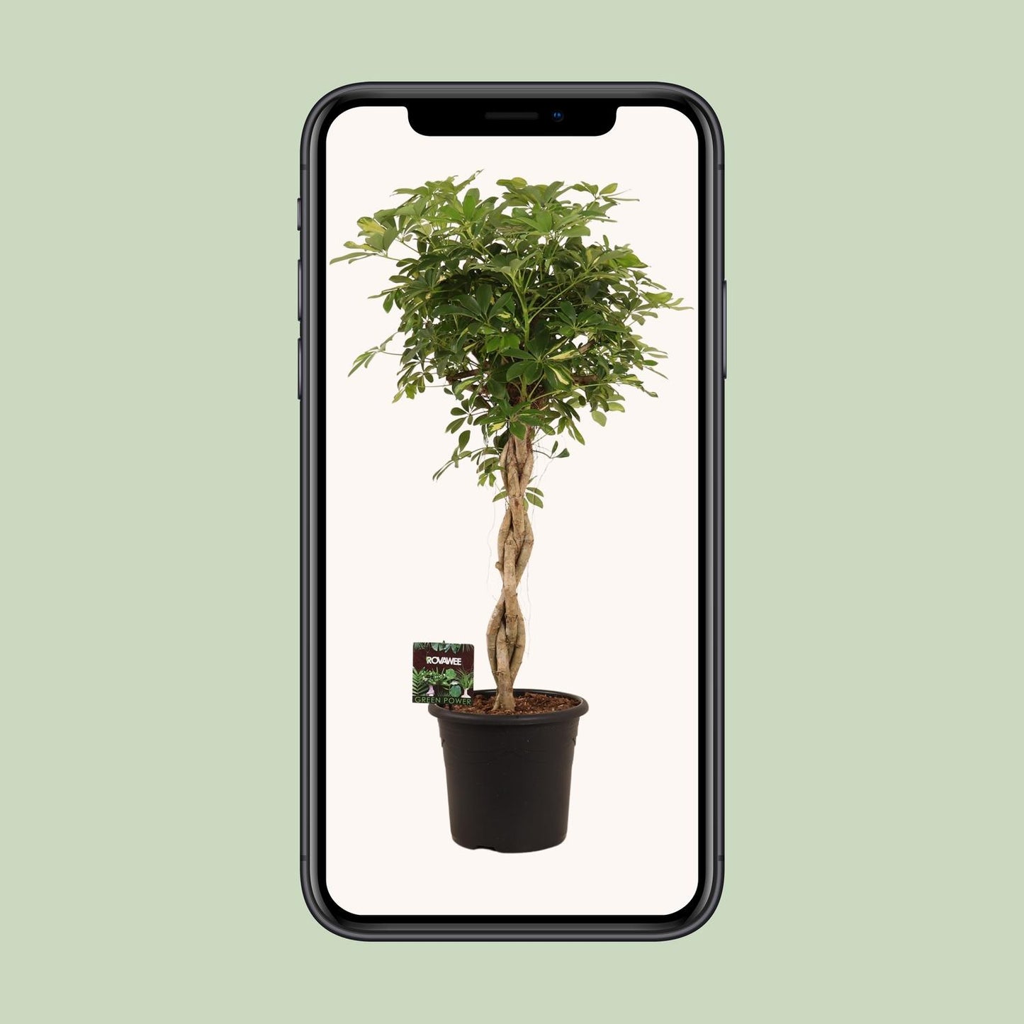 Schefflera Arb. Gold Capella - Ø32cm - ↕130cm by Pflanzfix24