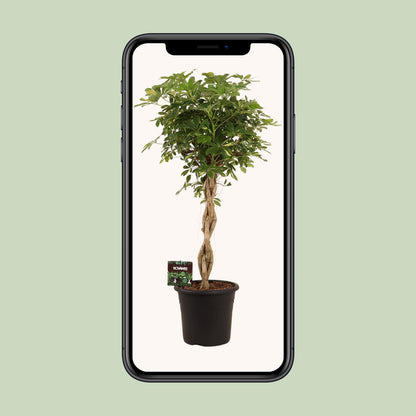 Schefflera Arb. Gold Capella - Ø32cm - ↕130cm by Pflanzfix24