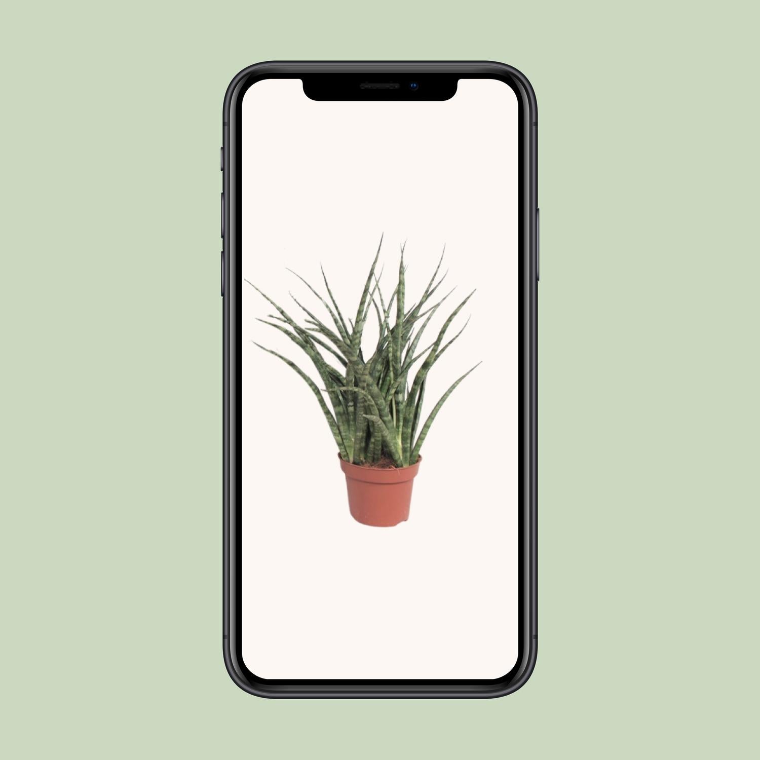 Sansevieria Fernwood Punk Ø12cm – 35cm hoch | Pflanzfix24.de - Pflanzfix24.de