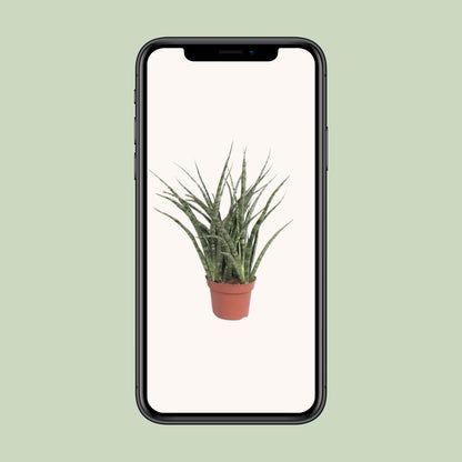 Sansevieria Fernwood Punk Ø12cm – 35cm hoch | Pflanzfix24.de - Pflanzfix24.de