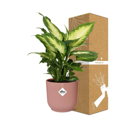 Dieffenbachia 'Camilla' in ELHO Vibes Fold 14cm roze - Pflanzfix24