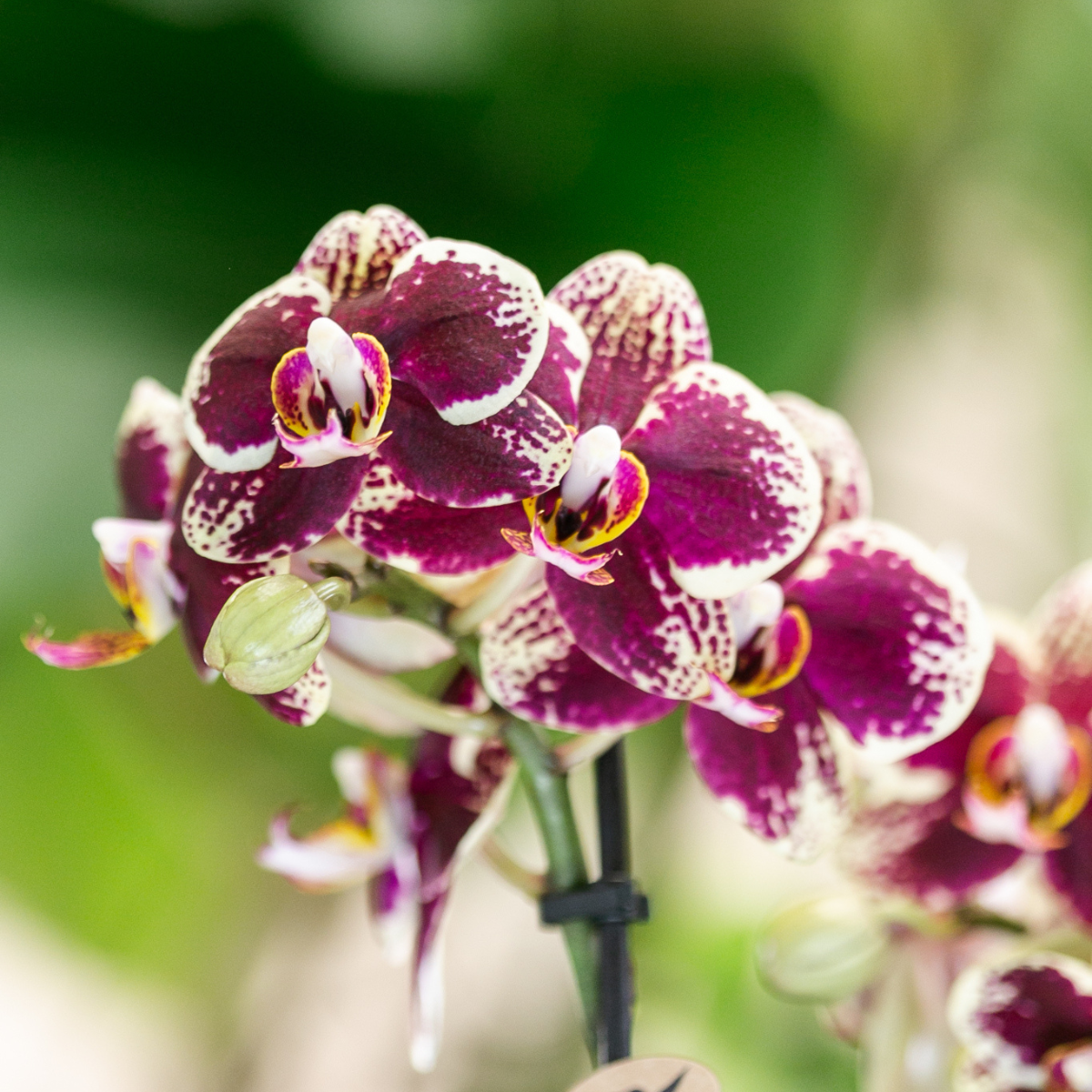 2er Set Phalaenopsis Spanien Rot-Gelb Ø9cm – Pflanzfix24.de - Pflanzfix24.de