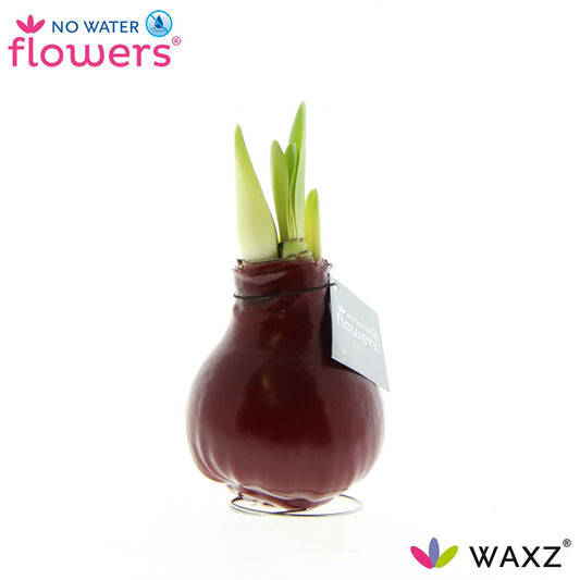 No Water Flowers Waxz® Bordeaux - ↕15cm - Pflanzfix24