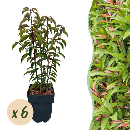 Pflanzfix24.de - Prunus lusitanica Angustifolia - 6 Pflanzen - 1m - immergrün - Pflanzfix24.de