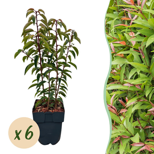 Pflanzfix24.de - Prunus lusitanica Angustifolia - 6 Pflanzen - 1m - immergrün - Pflanzfix24.de