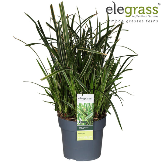Carex Morrowii Ice Dance - Ø19cm - Pflanzfix24