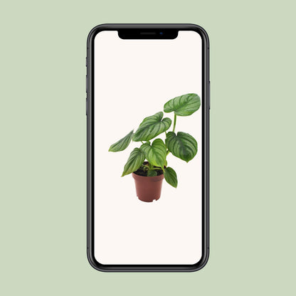 Philodendron Mamei - Ø12cm - ↕25cm bei Pflanzfix24
