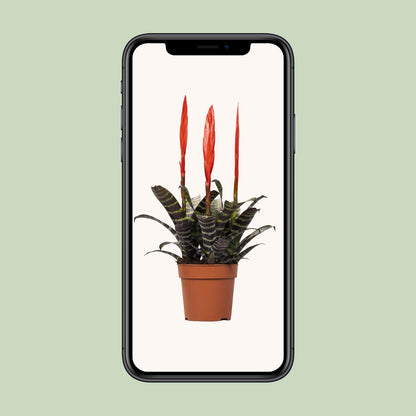 Vriesea Era Toef - Ø12cm - Pflanzfix24