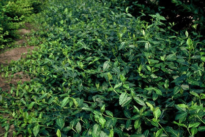 20x Wintercreeper "Dart's Blanket" (Euonymus fort.) von Pflanzfix24.de - ↕10-25cm - Ø9cm - Pflanzfix24.de