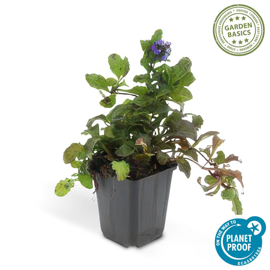 12x Ajuga reptans - Bodendeckerpflanze - Pflanzfix24