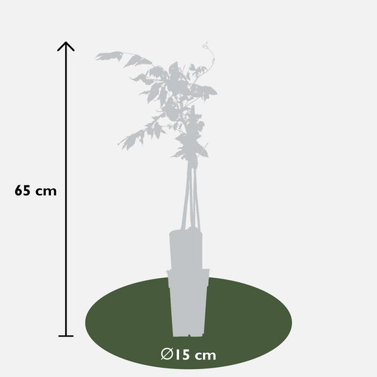 2x - Wisteria floribunda 'Rosea' - ↨65cm - Ø15 - Pflanzfix24.de - Pflanzfix24.de