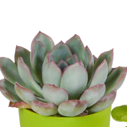 Vetplanten-Mischung 5x Sukkulenten 5,5 cm bunter Kunststofftopf | Pflanzfix24.de - Pflanzfix24.de