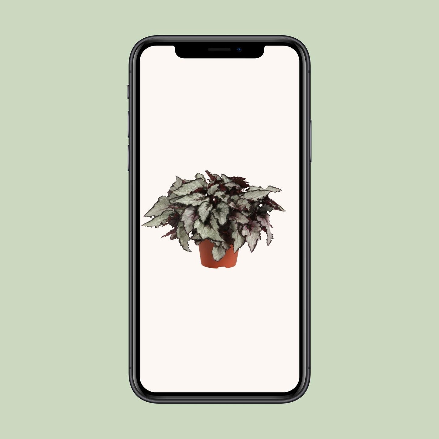 Begonia Rex Coco - Ø12cm - ↕25cm von Pflanzfix24