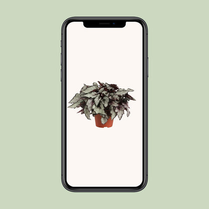 Begonia Rex Coco - Ø12cm - ↕25cm von Pflanzfix24