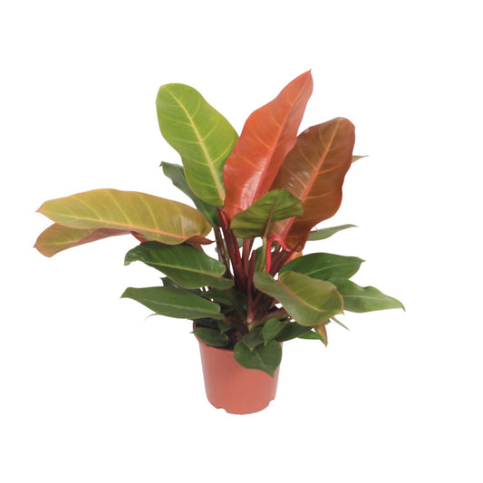 Philodendron Prince of Orange 45cm Ø17cm – Farbiger Blickfang | Pflanzfix24.de - Pflanzfix24.de