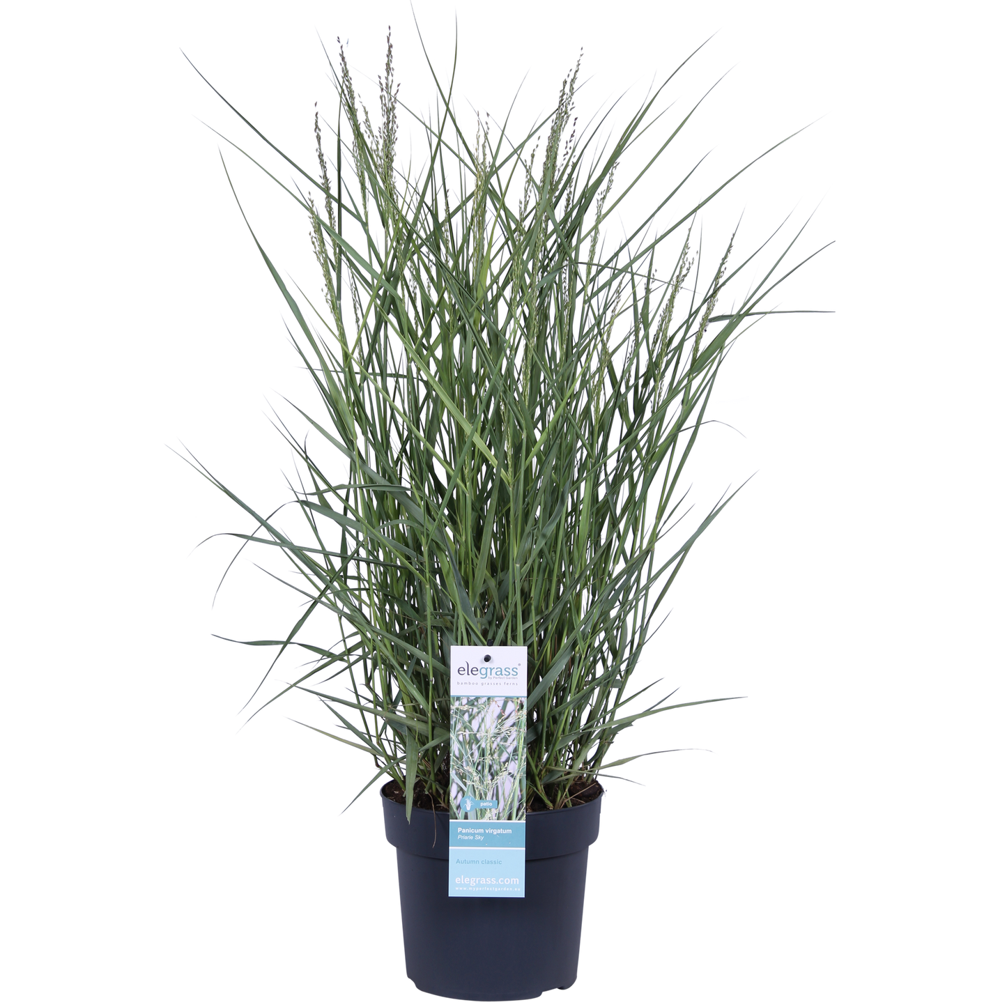 Panicum virgatum 'Prairie Sky' - Ø19cm - ↕50cm - Pflanzfix24