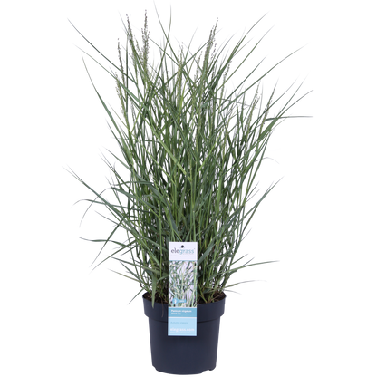 Panicum virgatum 'Prairie Sky' - Ø19cm - ↕50cm - Pflanzfix24