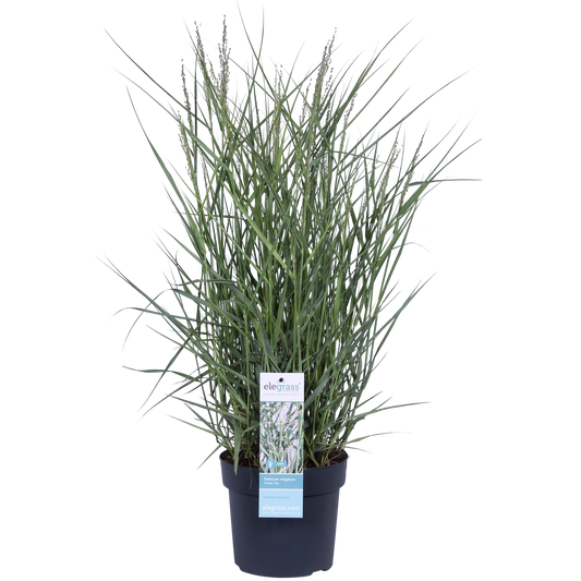 Panicum virgatum 'Prairie Sky' - Ø19cm - ↕50cm - Pflanzfix24