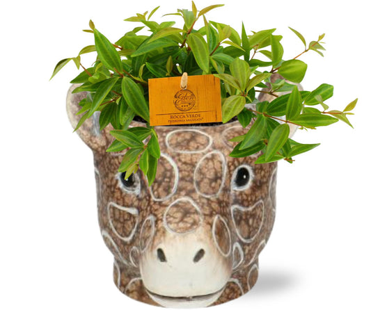 Peperomia Ang. Rocca Vivace + Planter Giraf - pflanzfix24