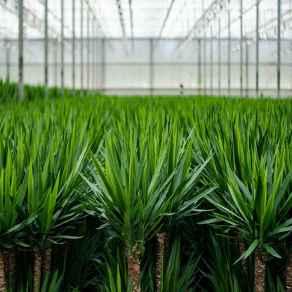 2x Yucca - ↨90cm - Ø17cm - Pflanzfix24.de - Pflanzfix24.de