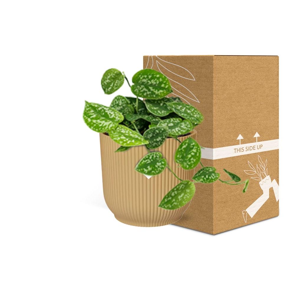 Scindapsus Pictus ‘Argyraeus’ 14cm Gelb – Luftreinigende Zimmerpflanze | Pflanzfix24