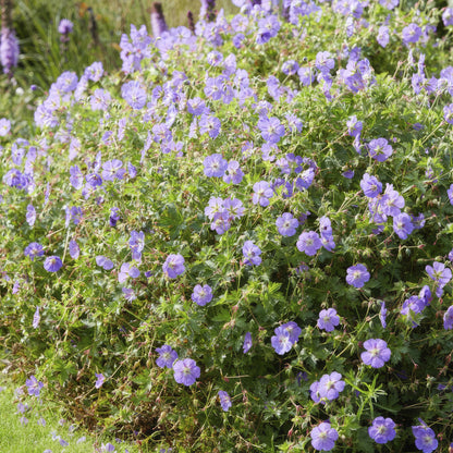 12x Geranium Rozanne – langblühender Bodendecker in Lila | Pflanzfix24.de - Pflanzfix24.de