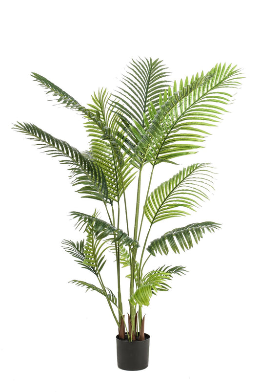 Howea Forsteriana Kunstpalme 160cm – Pflegeleicht | Pflanzfix24.de - Pflanzfix24.de