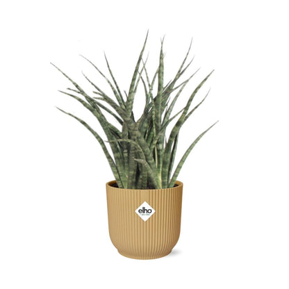 Sansevieria Fernwood Punk in ELHO Vibes Fold 14cm geel - Pflanzfix24