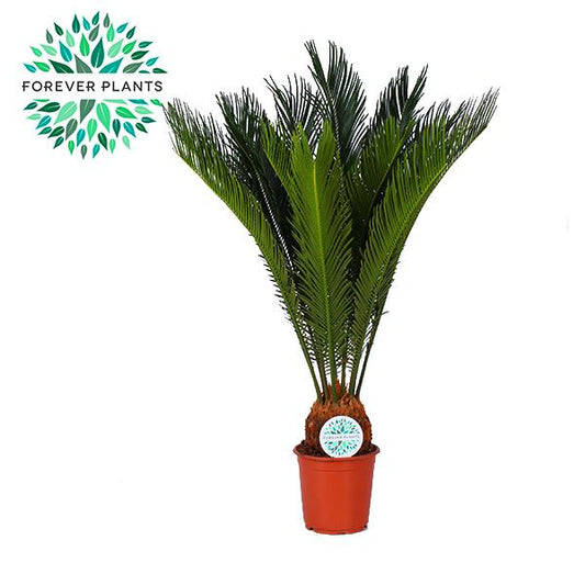 Cycas Revoluta - Ø21cm - ↕80cm bei Pflanzfix24