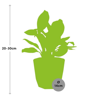Aglaonema Christina - Pflanzfix24