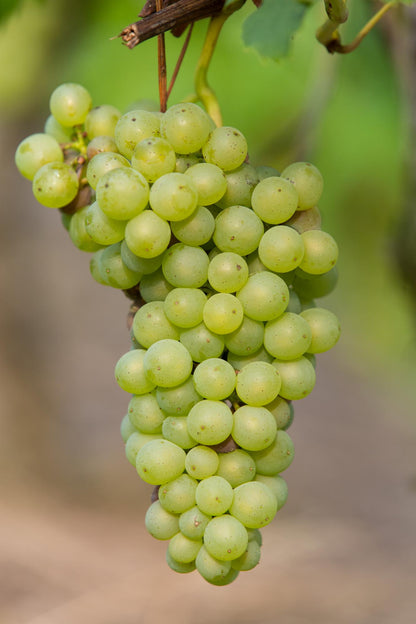 Vitis Johanniter Weißweintraube – Bio Rebe von Pflanzfix24.de - Pflanzfix24.de