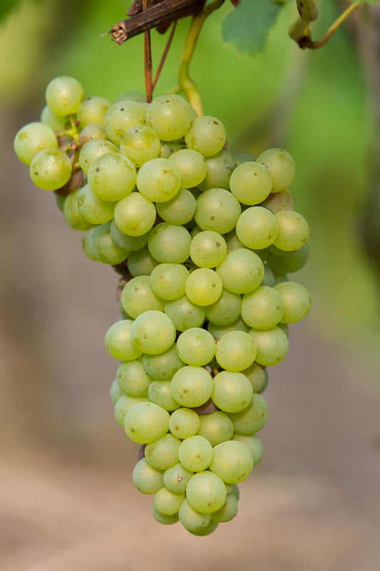 Vitis Johanniter Weißweintraube – Bio Rebe von Pflanzfix24.de - Pflanzfix24.de